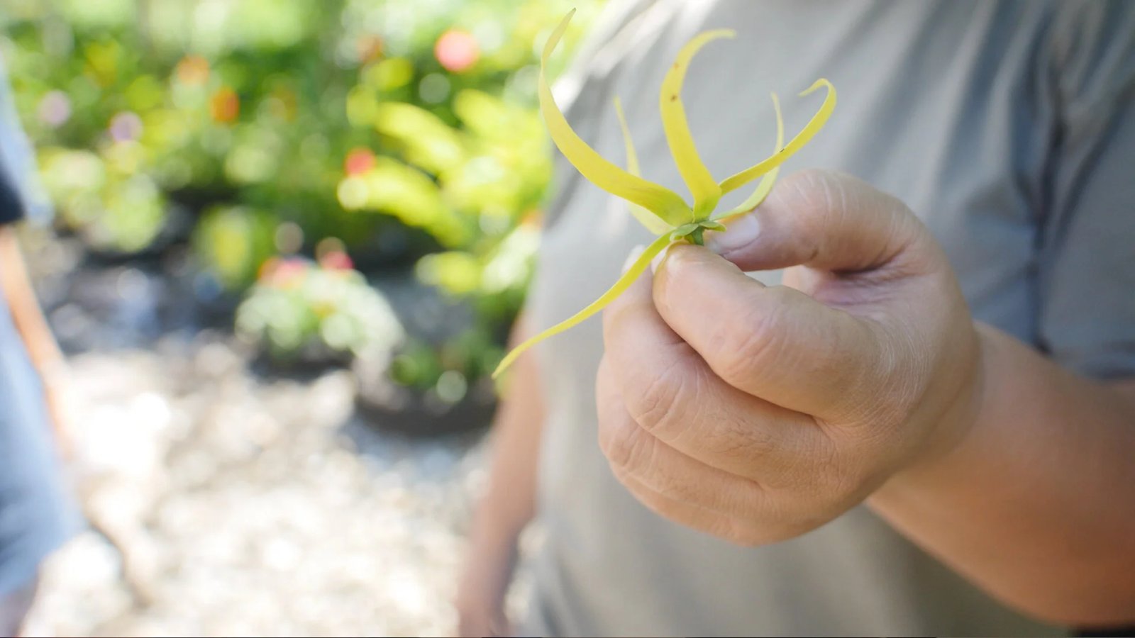 Rare medicinal plants grow in abundance in American Samoa.